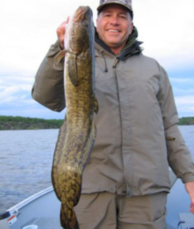 Fish 0000 burbot